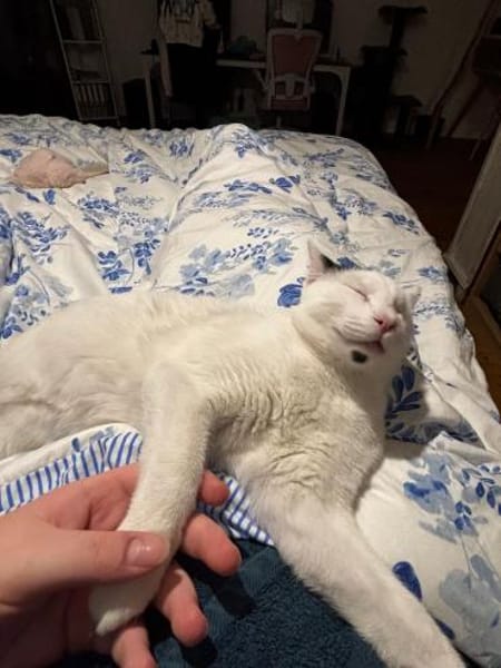 Zuhause,gesucht für Noulis