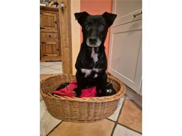 Watson - wartet in 35708 Haiger