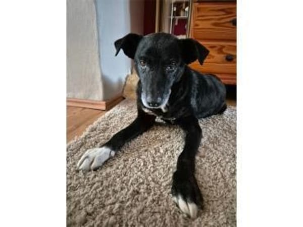 Watson - wartet in 35708 Haiger