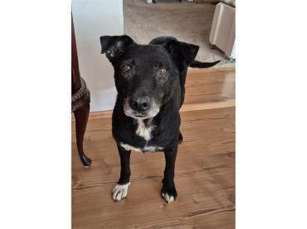 Watson - wartet in 35708 Haiger