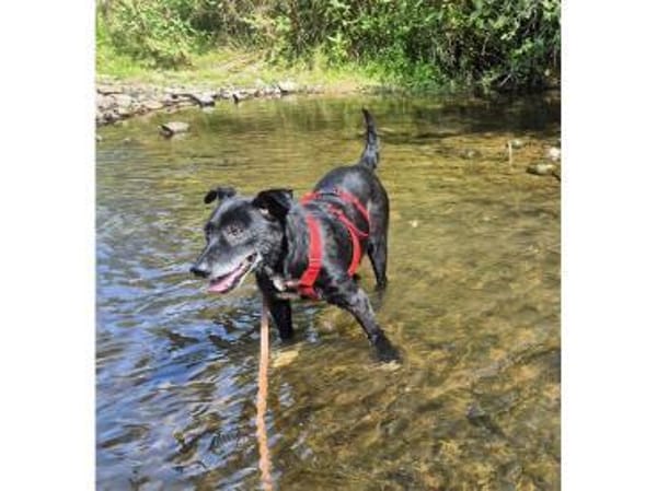 Watson - wartet in 35708 Haiger