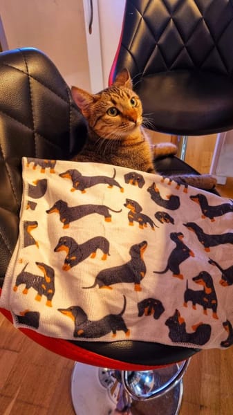 Zuhause gesucht für Jessi