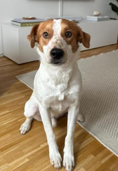 Benschi, geb. 01/2025, 60528 Frankfurt