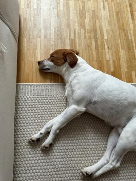 Benschi, geb. 01/2025, 60528 Frankfurt