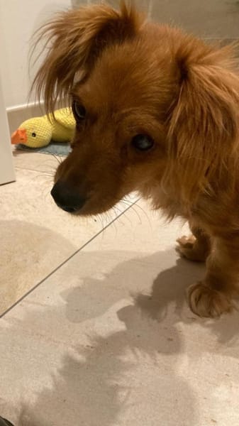 Tilo💙 kleiner Kämpfer sucht großes Herz