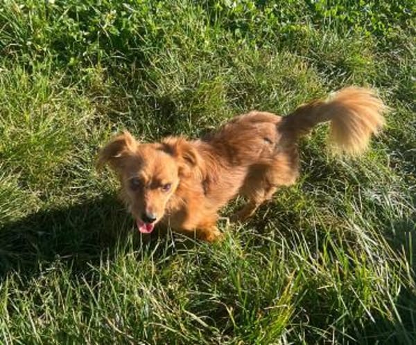 Tilo💙 kleiner Kämpfer sucht großes Herz