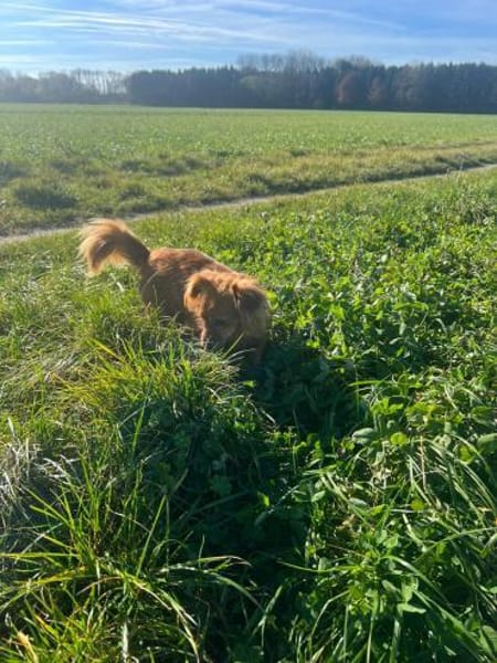 Tilo💙 kleiner Kämpfer sucht großes Herz