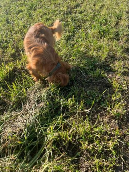 Tilo💙 kleiner Kämpfer sucht großes Herz