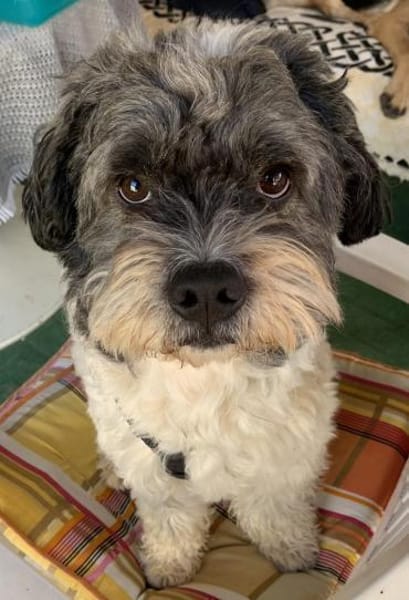 Pepe Plüschkanone sucht sein Zuhause...