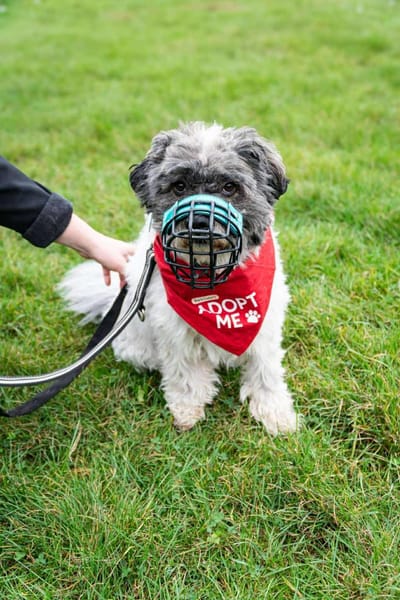 Pepe Plüschkanone sucht sein Zuhause...