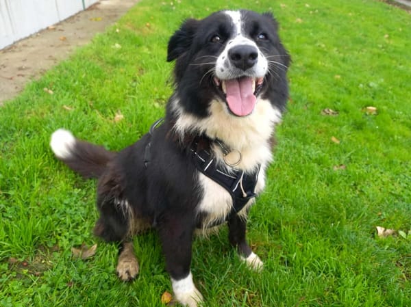 LOLA QCN (réservée)