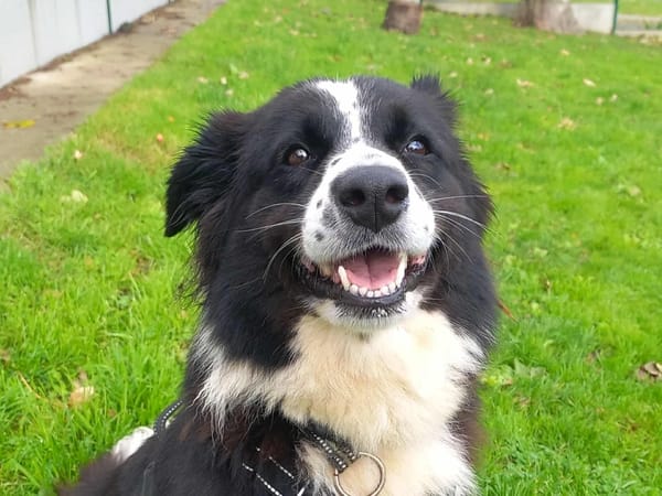 LOLA QCN (réservée)