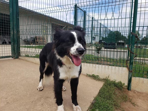 LOLA QCN (réservée)