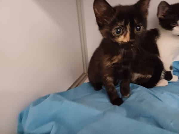 HARMONIE(en cours d adoption)