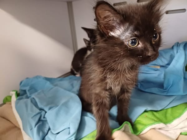 DAISY(en cours d adoption)