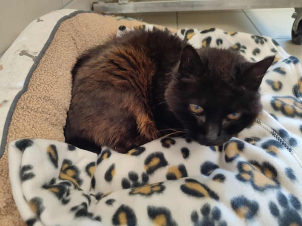 MAMINETTE "LA CHOSE" QCT