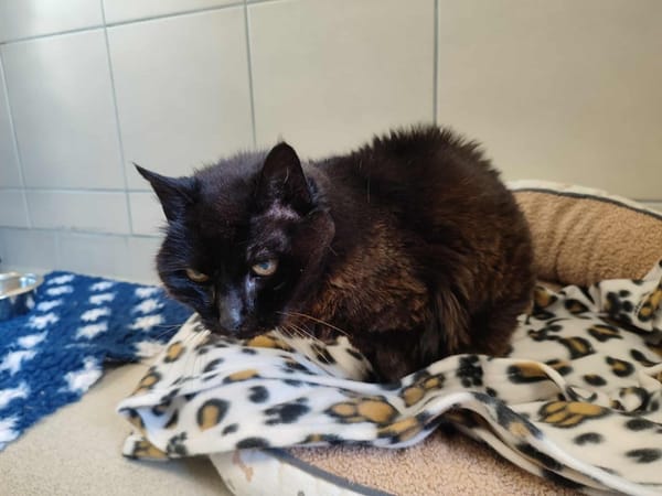 MAMINETTE "LA CHOSE" QCT