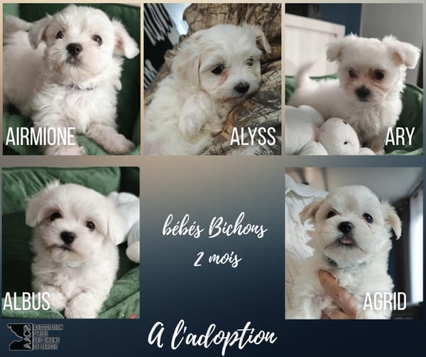 Chiots Bichon Maltais : Ary, Airmione, Alyss, Albus et Agrid