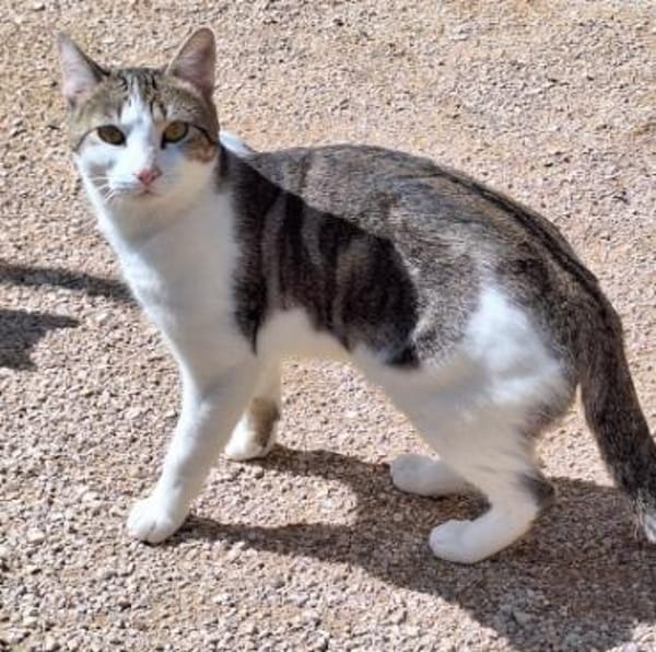 Junger, sozialer Kater Zorro