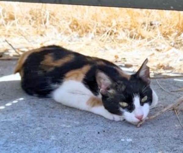 Junge Katze mit Charakter .... Mia