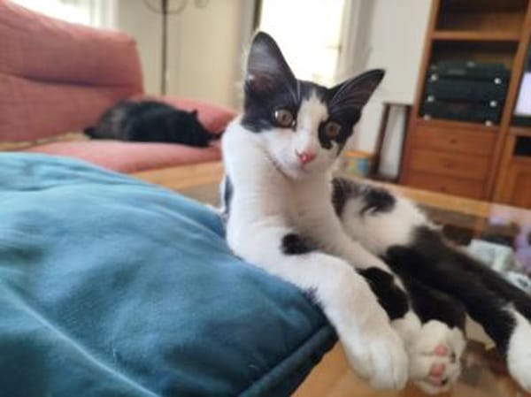 Junges Katerduo Elis und Piruleta