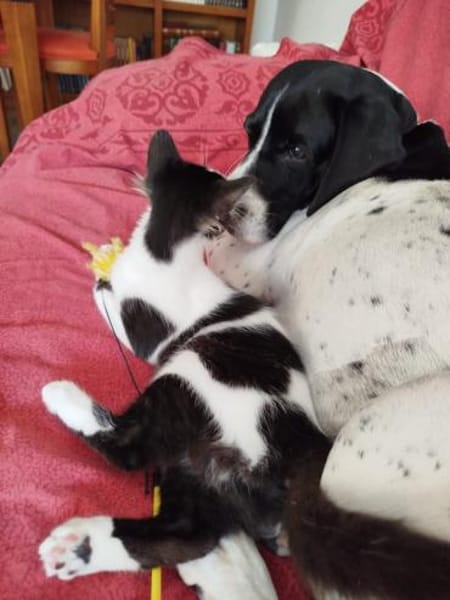 Junges Katerduo Elis und Piruleta