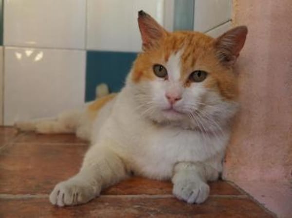 Freundlicher Kuschelkater Dolar