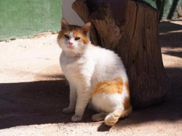 Freundlicher Kuschelkater Dolar