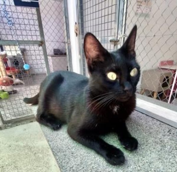 Hübsche, menschenbezogene Katze Cleo