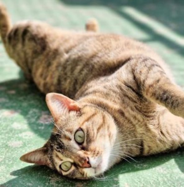 Menschenbezogene Katze Lizzie