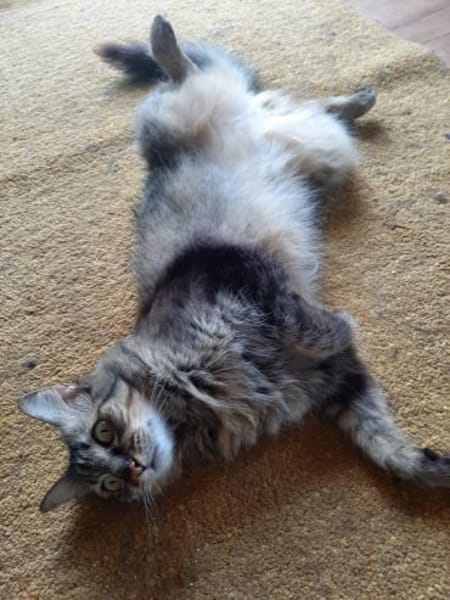 Hübsche, schüchterne Katze Kicha