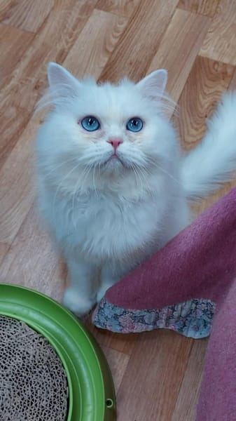 Schmusiger weißer Perser mit blauen Auge