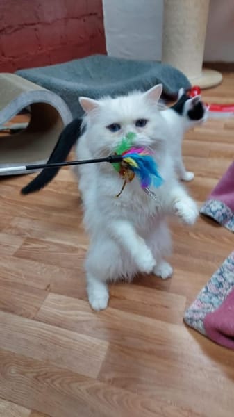 Schmusiger weißer Perser mit blauen Auge