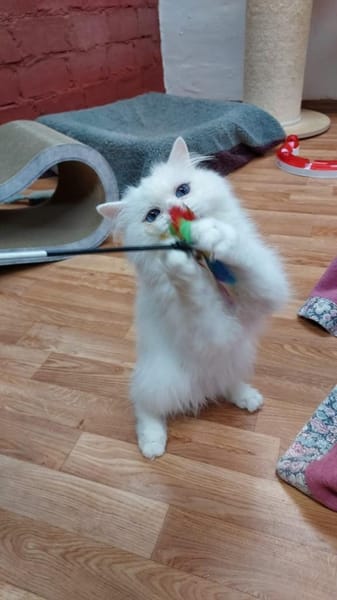 Schmusiger weißer Perser mit blauen Auge