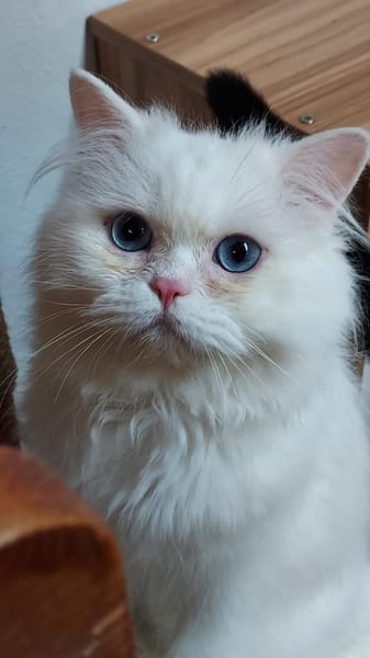 Schmusiger weißer Perser mit blauen Auge