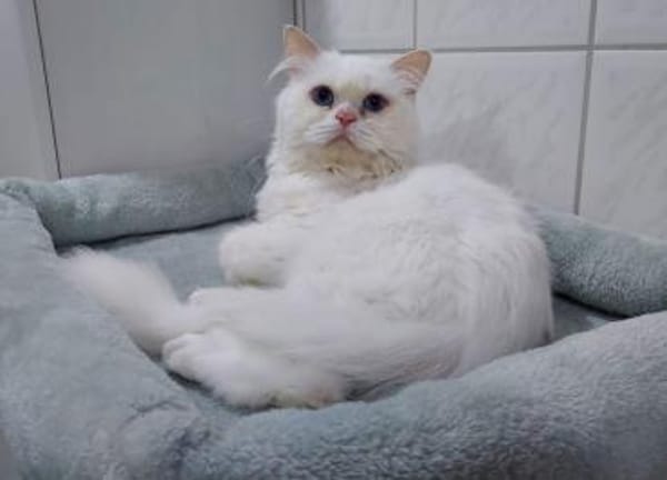 Schmusiger weißer Perser mit blauen Auge