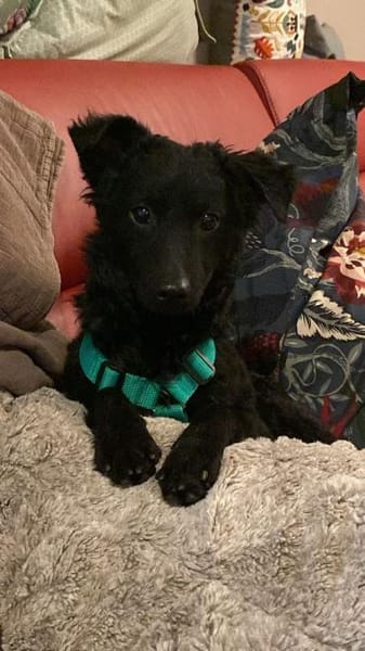 Yuna kroatischer Schäferhund Mix Hündin