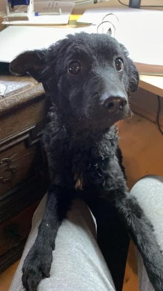 Yuna kroatischer Schäferhund Mix Hündin