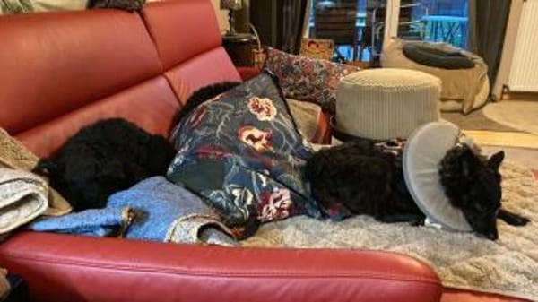 Yuna kroatischer Schäferhund Mix Hündin