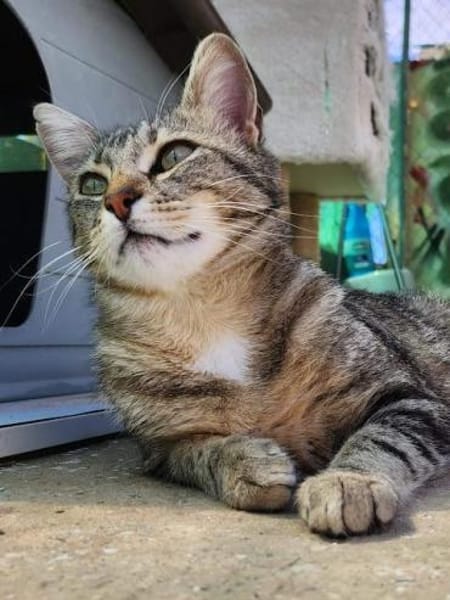 Verschmuste, fröhliche Katze Zoe