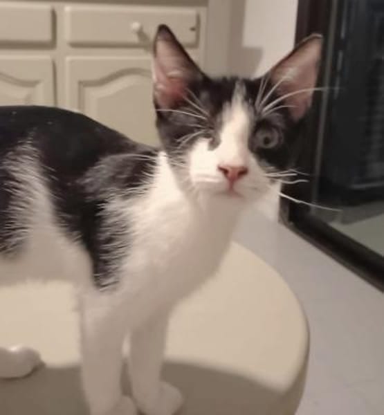 Aufgeweckter kleiner Kater Terra