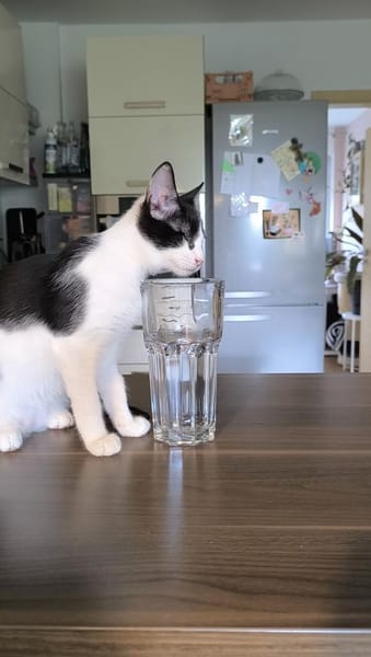 Aufgeweckter kleiner Kater Terra