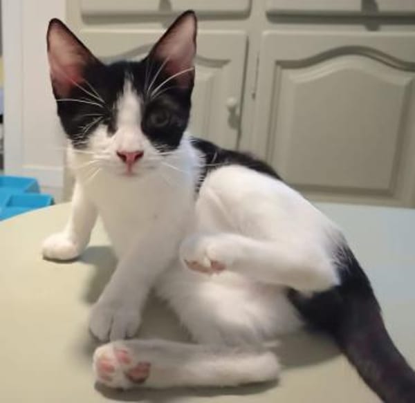 Aufgeweckter kleiner Kater Terra