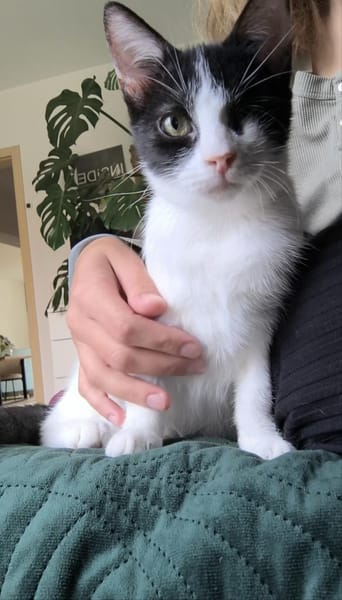 Aufgeweckter kleiner Kater Terra