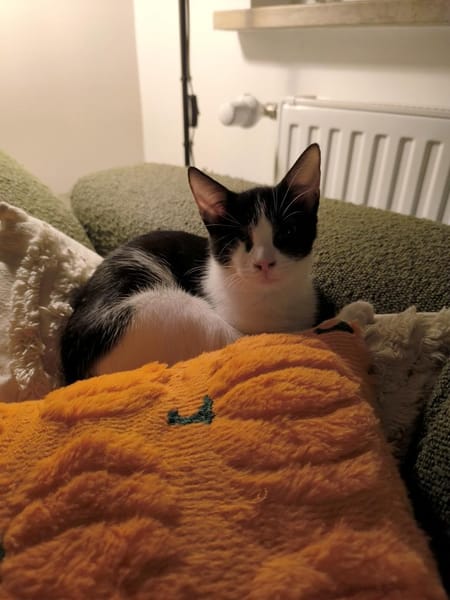 Aufgeweckter kleiner Kater Terra