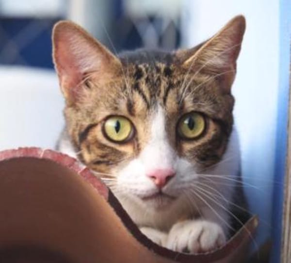 Sanfte, liebe Katze Mica