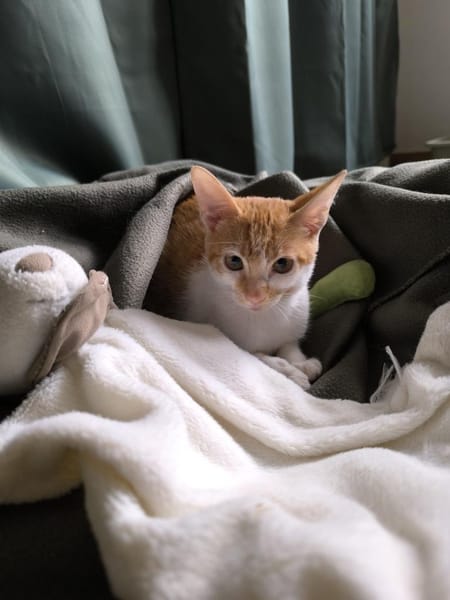 Kleine tapfere Katze Marley / ATAXIE