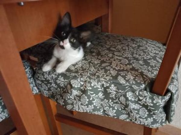 Junges, offenes Katzenmädchen Carmelita