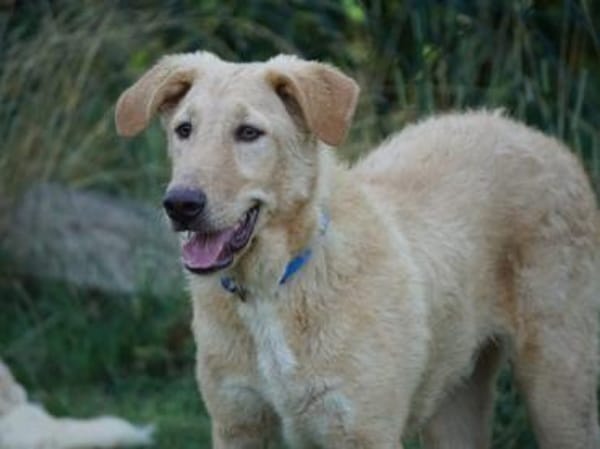 Sind Sie die Familie für Pallino?