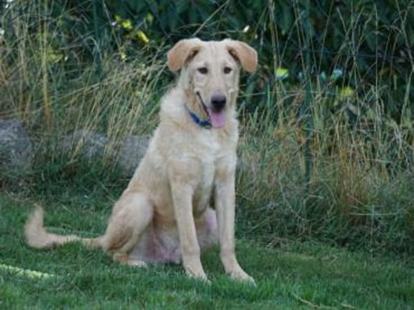 Sind Sie die Familie für Pallino?